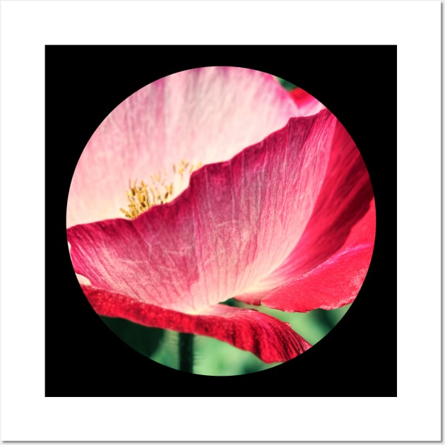 Red Poppy in Sunlight Wall Art by micklyn